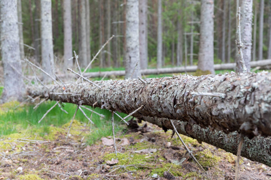 Ett träd angripet av granbarkborrar.