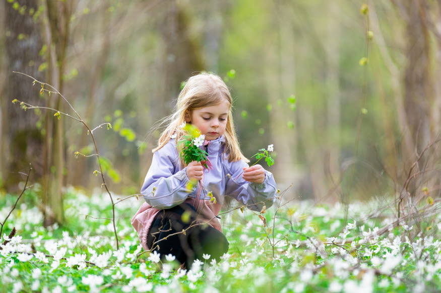 En flicka plockar blommor i skogen. 