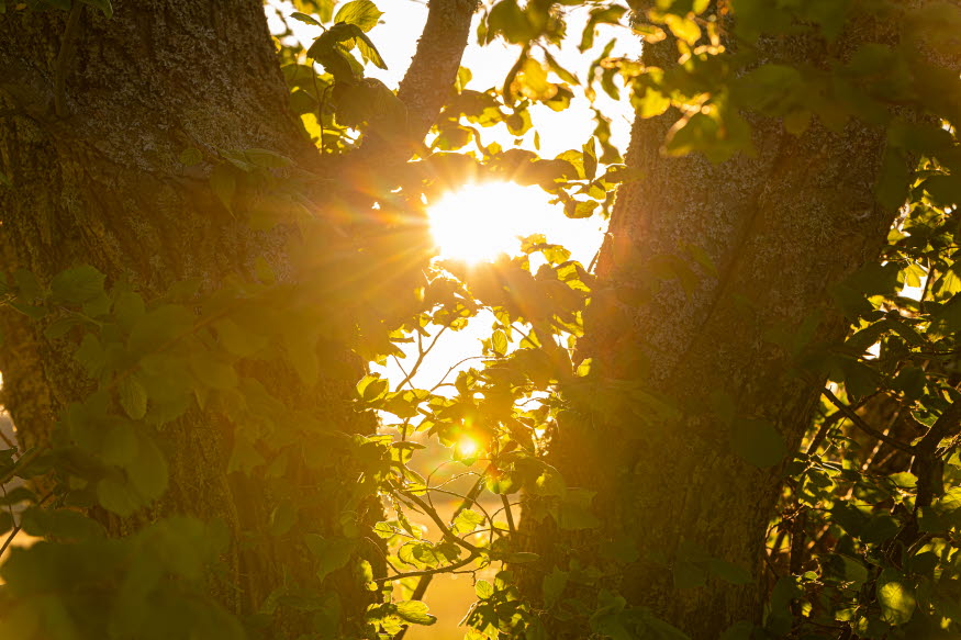 Två stammar av två träd, mellan stammarna ser man solen. Bilden är tagen på sommaren under en solnedgång. 