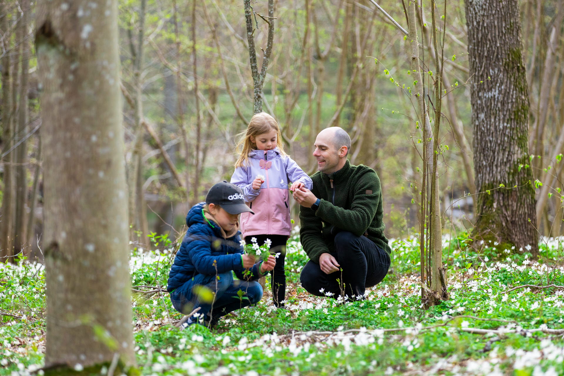 Barn och vuxna plockar vitsippor i skogen.
